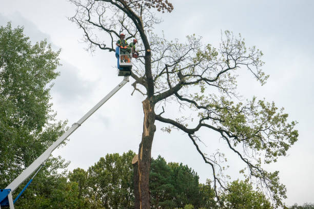 Best Palm Tree Trimming  in Rupert, ID