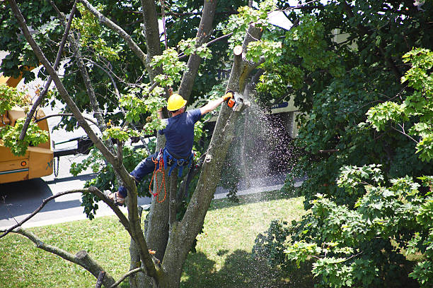 Best Tree Preservation Services  in Rupert, ID